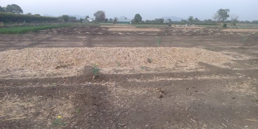 Thousands of quintal onions in the Patoda area fall into the fields | पाटोदा परिसरात हजारो क्विंटल कांदा शेतात पडून Thousands of quintal onions in the Patoda area fall into the fields | पाटोदा परिसरात हजारो क्विंटल कांदा शेतात पडून