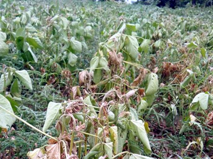 Parbhani: The district's eye value is 54 paise | परभणी : जिल्ह्याची नजर आणेवारी ५४ पैसे Parbhani: The district's eye value is 54 paise | परभणी : जिल्ह्याची नजर आणेवारी ५४ पैसे