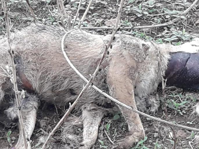 Three wild animals die with electricity shock | वीजतारांचा शॉक लागून तीन वन्य प्राण्यांचा मृत्यू Three wild animals die with electricity shock | वीजतारांचा शॉक लागून तीन वन्य प्राण्यांचा मृत्यू