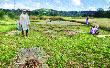 Fifty percent of the crop that comes in handcuffs is wasted | हातातोंडाशी आलेले पन्नास टक्के पीक वाया