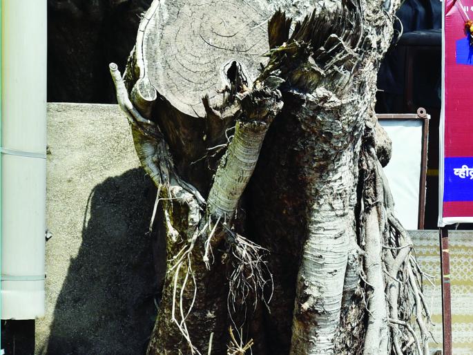 Put on the trees ... the shadow disappears! | वटवृक्षांवर घाला... सावली हरपली ! Put on the trees ... the shadow disappears! | वटवृक्षांवर घाला... सावली हरपली !