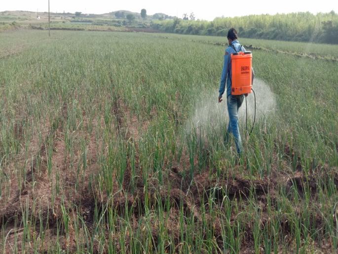 problems created to crops due to Weather of heavy rains | पुणे जिल्ह्यात अतिवृष्टीतून सावरतानाच पिकांना हवामानाचा फटका
