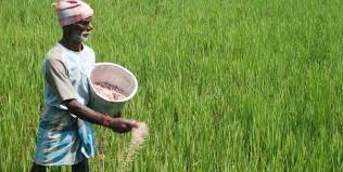 Due to the rain, Baliraja's work is almost over | पाऊस उघडल्याने बळीराजांची कामाची लगबग Due to the rain, Baliraja's work is almost over | पाऊस उघडल्याने बळीराजांची कामाची लगबग