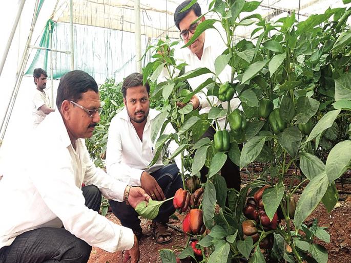 Plots for the house, flourished cucumber mound | घरासाठी घेतलेल्या प्लॉटमध्येच फुलविला काकडीचा मळा Plots for the house, flourished cucumber mound | घरासाठी घेतलेल्या प्लॉटमध्येच फुलविला काकडीचा मळा