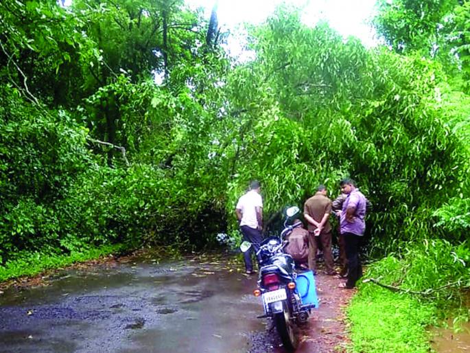 The tree fell, the Vaibhavwadi-Umbarde road closed for hours | झाड कोसळले, वैभववाडी-उंबर्डे मार्ग तासभर बंद The tree fell, the Vaibhavwadi-Umbarde road closed for hours | झाड कोसळले, वैभववाडी-उंबर्डे मार्ग तासभर बंद