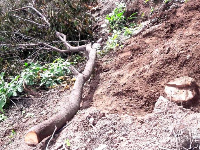 Theft of sandalwood trees in Thangaon | ठाणगाव येथे चंदनाच्या झाडांची चोरी Theft of sandalwood trees in Thangaon | ठाणगाव येथे चंदनाच्या झाडांची चोरी
