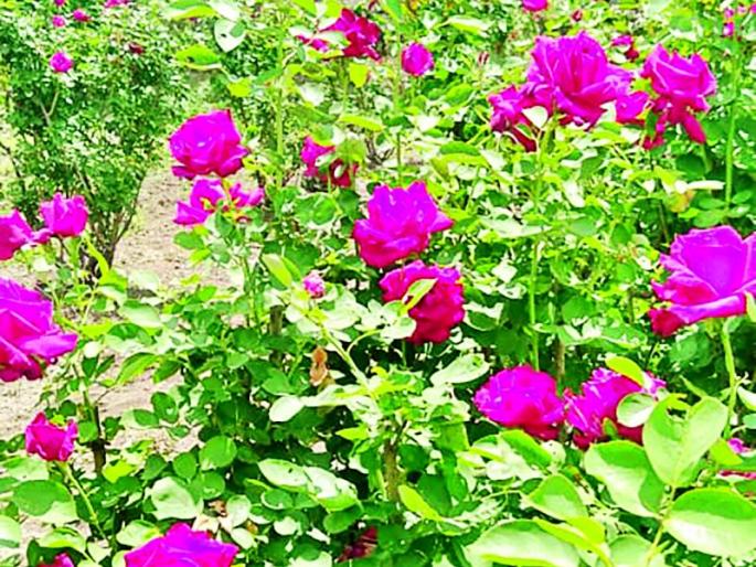 A graduate youth from Risod planted a flower garden in a field of ten gunthas! | रिसोड येथील पदवीधर युवकाने दहा गुंठे शेतात फुलविली फुलबाग ! A graduate youth from Risod planted a flower garden in a field of ten gunthas! | रिसोड येथील पदवीधर युवकाने दहा गुंठे शेतात फुलविली फुलबाग !