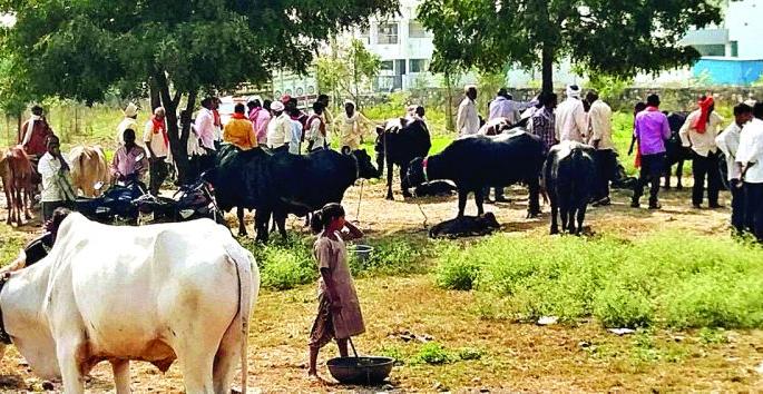 ‘No Mask, No Physical Distinction’ in the cattle market | गुरांच्या बाजारात ‘ना मास्क, ना फिजिकल डिस्टन्सिंग’चे पालन ‘No Mask, No Physical Distinction’ in the cattle market | गुरांच्या बाजारात ‘ना मास्क, ना फिजिकल डिस्टन्सिंग’चे पालन