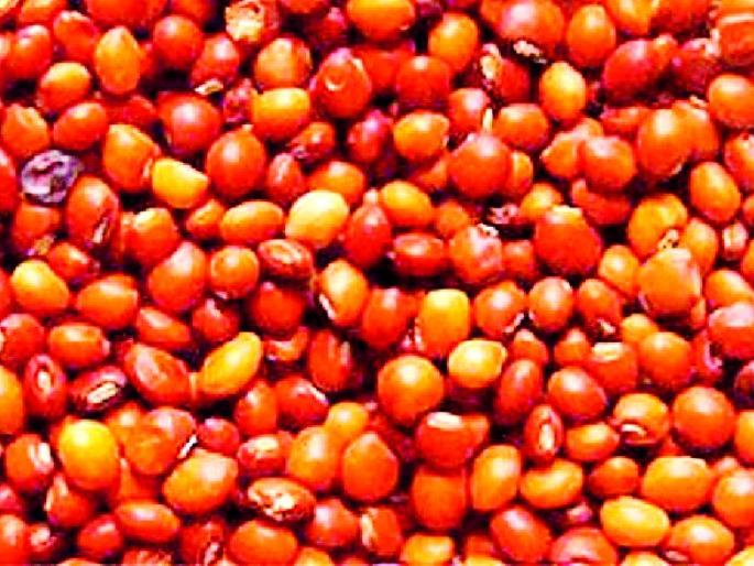 Government disapproves of the start of purchase of tur | हमीभावात तूर खरेदी सुरू करण्याबाबत शासन उदासीन Government disapproves of the start of purchase of tur | हमीभावात तूर खरेदी सुरू करण्याबाबत शासन उदासीन