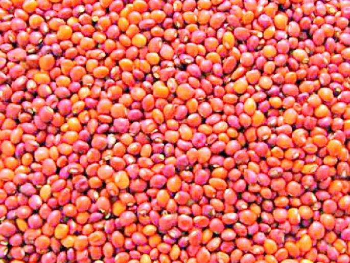 Questions about farmers before the purchase of tur | तूर खरेदीचे प्रमाण अल्प असल्याने शेतकऱ्यांसमोर प्रश्न Questions about farmers before the purchase of tur | तूर खरेदीचे प्रमाण अल्प असल्याने शेतकऱ्यांसमोर प्रश्न