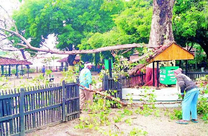 Eventually the branches cut off as security, the damage was avoided | शेवटी सुरक्षा म्हणून पाडल्या फांद्या, नुकसान टळले Eventually the branches cut off as security, the damage was avoided | शेवटी सुरक्षा म्हणून पाडल्या फांद्या, नुकसान टळले