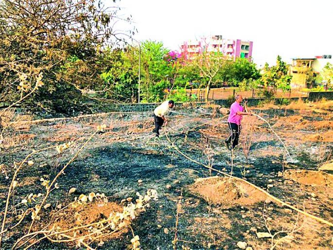 Fire damage to 400 trees | आगीची ४०० झाडांना झळ Fire damage to 400 trees | आगीची ४०० झाडांना झळ