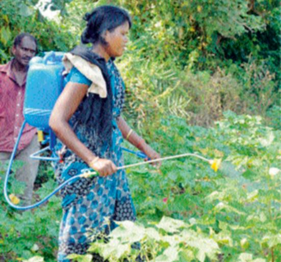Spraying; Just look around | फवारणी करताय; जरा जपून Spraying; Just look around | फवारणी करताय; जरा जपून