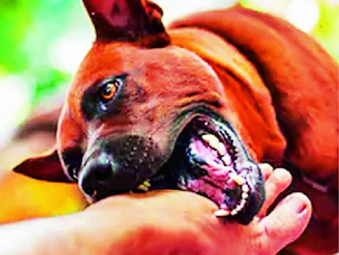 Dog bite of 7,119 citizens in the district | जिल्ह्यात ७ हजार ११९ नागरिकांना श्वानदंश Dog bite of 7,119 citizens in the district | जिल्ह्यात ७ हजार ११९ नागरिकांना श्वानदंश