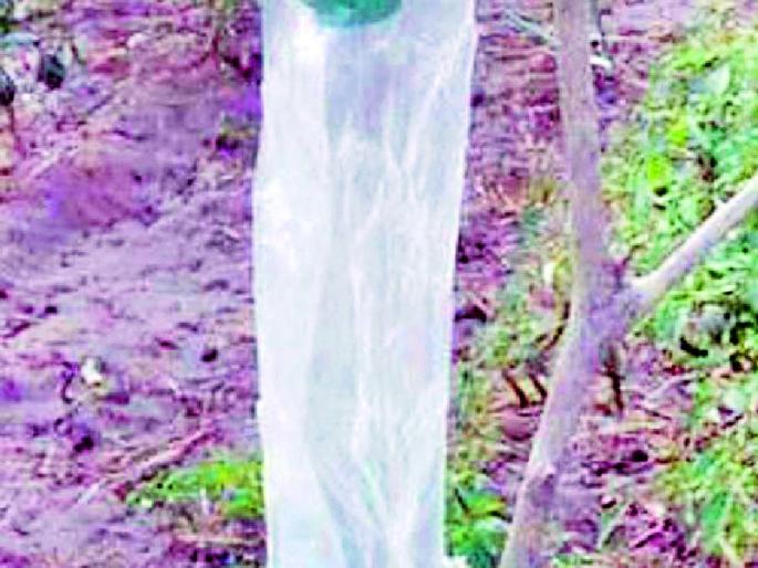 Possible possibility of pheromone traps | फेरोमोन ट्रॅपच्या तुटवड्याची शक्यता Possible possibility of pheromone traps | फेरोमोन ट्रॅपच्या तुटवड्याची शक्यता