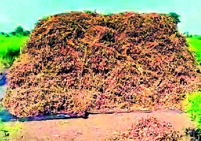 Due to the restriction of soya bean in the field | वहिवाट अडविल्याने सोयाबीन शेतातच