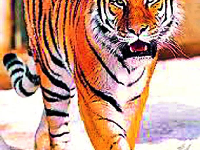 Due to the increase in the number of tigers, | वाघांची संख्या वाढल्याने वनवर्तुळ तणावात Due to the increase in the number of tigers, | वाघांची संख्या वाढल्याने वनवर्तुळ तणावात