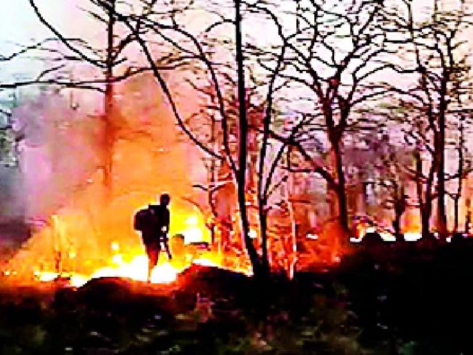 Tipeshwar Wildlife Sanctuary | टिपेश्वर अभयारण्याला पुन्हा लागली आग Tipeshwar Wildlife Sanctuary | टिपेश्वर अभयारण्याला पुन्हा लागली आग