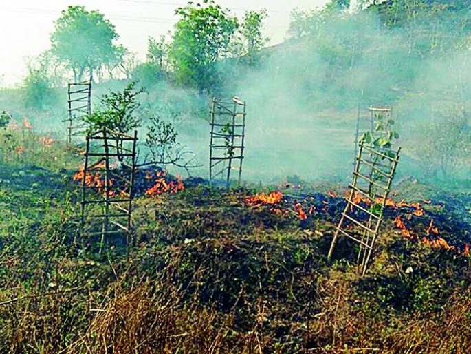 Roadside firefighters | रस्त्यालगतची झाडे आगीच्या भक्ष्यस्थानी Roadside firefighters | रस्त्यालगतची झाडे आगीच्या भक्ष्यस्थानी