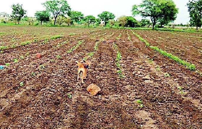 Tuberculosis sowing crisis in subdivision | उपविभागावर तिबार पेरणीचे संकट Tuberculosis sowing crisis in subdivision | उपविभागावर तिबार पेरणीचे संकट
