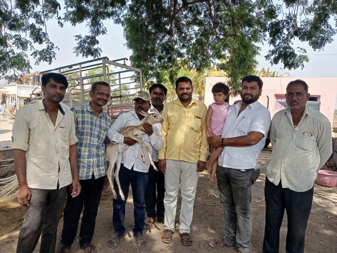 In the dog attack, the fodder is damaged | कुत्र्याच्या हल्ल्यात हरणाचे पाडस जखमी