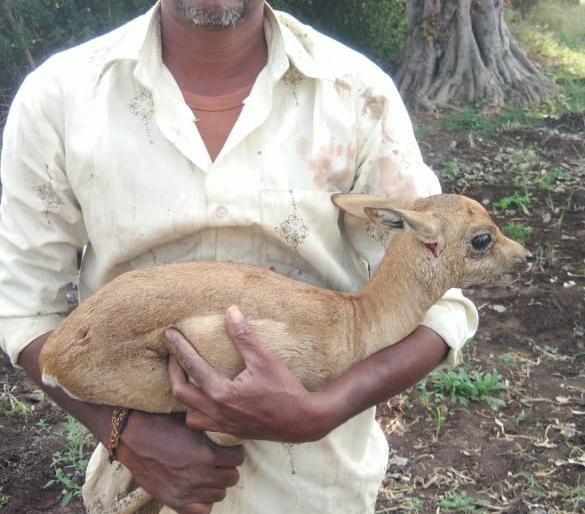 Deer padas received livestock | हरणाचे पाडसाला मिळाले जीवदान Deer padas received livestock | हरणाचे पाडसाला मिळाले जीवदान