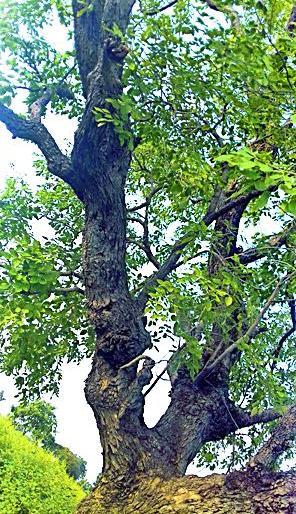 The blood moon found in Kharishi | खर्षी येथे आढळले रक्तचंदनाचे झाड