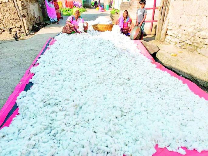 Time to dry cotton on farmers | शेतकऱ्यांवर कापूस सुकविण्याची वेळ Time to dry cotton on farmers | शेतकऱ्यांवर कापूस सुकविण्याची वेळ