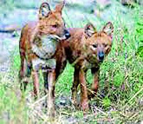 Wild dogs of Mahagaon forest | महागावच्या जंगलात रानटी कुत्र्यांचा धुमाकूळ Wild dogs of Mahagaon forest | महागावच्या जंगलात रानटी कुत्र्यांचा धुमाकूळ