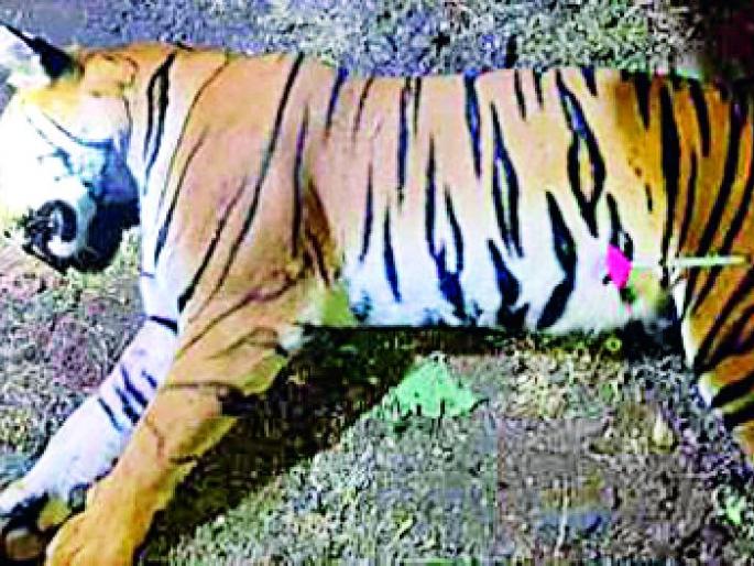 Python python | अजगरने वाघिणीच्या डोक्यात घातल्या गोळ्या Python python | अजगरने वाघिणीच्या डोक्यात घातल्या गोळ्या