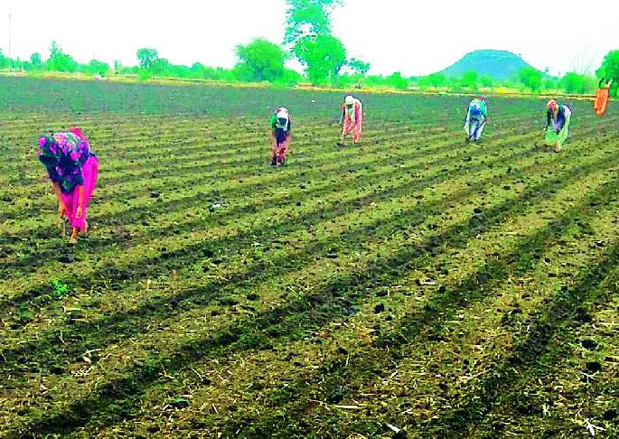 Heavy rains lashed the district | जिल्हाभर दमदार पाऊस शेतकरी राजा सुखावला Heavy rains lashed the district | जिल्हाभर दमदार पाऊस शेतकरी राजा सुखावला