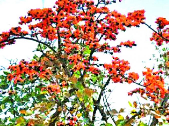 Honeyflowers! | रक्तफुलांनी सजल्या रानवाटा...! Honeyflowers! | रक्तफुलांनी सजल्या रानवाटा...!