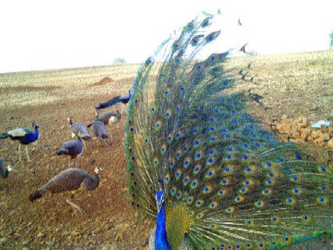 'Save water, save animals' | ‘पाणी वाचवा, प्राणी वाचवा’ 'Save water, save animals' | ‘पाणी वाचवा, प्राणी वाचवा’
