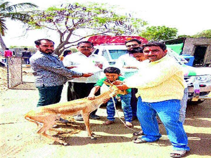 Running dogs on the goats | हरणावर भटक्या कुत्र्यांचा हल्ला Running dogs on the goats | हरणावर भटक्या कुत्र्यांचा हल्ला