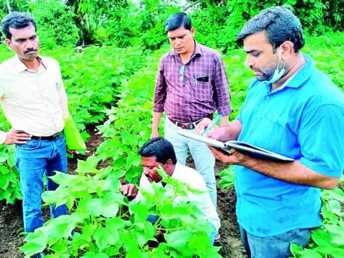 Officers reached Ralegaon directly to the damaged farm | राळेगावात अधिकारी पोहोचले थेट नुकसानग्रस्त शेतात Officers reached Ralegaon directly to the damaged farm | राळेगावात अधिकारी पोहोचले थेट नुकसानग्रस्त शेतात