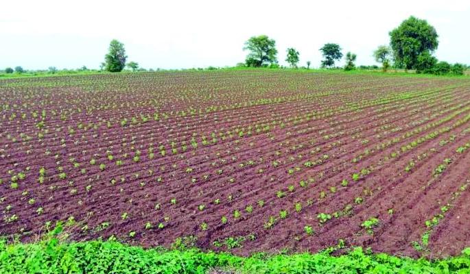 Tell me, Bholanath, will it rain? ... so you will not get seeds for double sowing | सांग सांग भोलानाथ पाऊस पडेल काय? ...तर दुबार पेरणीसाठी बियाणे मिळणार नाही Tell me, Bholanath, will it rain? ... so you will not get seeds for double sowing | सांग सांग भोलानाथ पाऊस पडेल काय? ...तर दुबार पेरणीसाठी बियाणे मिळणार नाही