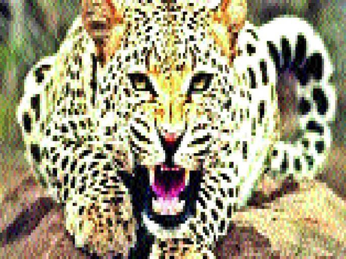 Duplication of forest department | वनविभागाला बिबट्याची हुलकावणी