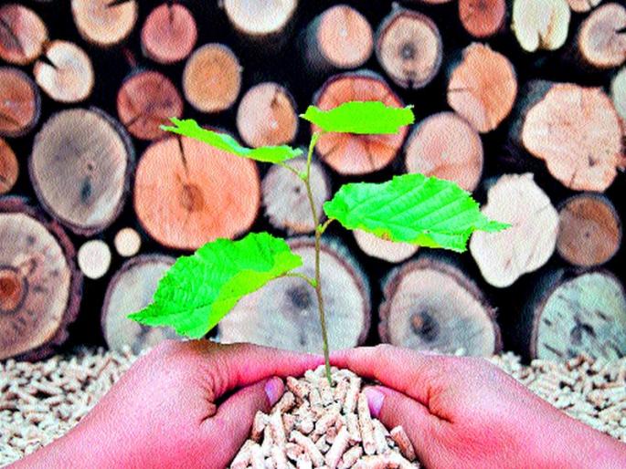 Effective remedy for salivary plant | मोक्षकाष्ठाचा वृक्षतोडीवर प्रभावी उपाय Effective remedy for salivary plant | मोक्षकाष्ठाचा वृक्षतोडीवर प्रभावी उपाय