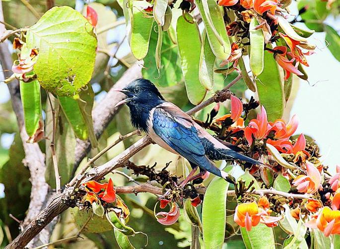 Thousands of birds arrived in Nagpur from Turkistan | तुर्कस्तानातून नागपुरात आल्या हजारो पळसमैना Thousands of birds arrived in Nagpur from Turkistan | तुर्कस्तानातून नागपुरात आल्या हजारो पळसमैना