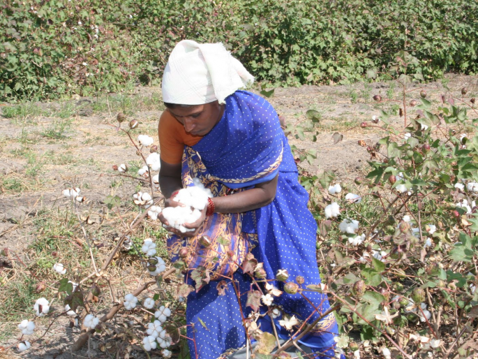 Cotton growers will get bonus in Gujarat, not in Maharashtra | कापूस उत्पादकांना गुजरातमध्ये बोनस, महाराष्ट्रात ठेंगा Cotton growers will get bonus in Gujarat, not in Maharashtra | कापूस उत्पादकांना गुजरातमध्ये बोनस, महाराष्ट्रात ठेंगा