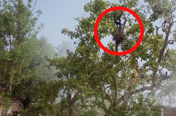 This year's crow`s nest is taller; Less sign of rain | यंदा कावळ्यांची घरटी अधिक उंच; कमी पावसाचा संकेत This year's crow`s nest is taller; Less sign of rain | यंदा कावळ्यांची घरटी अधिक उंच; कमी पावसाचा संकेत