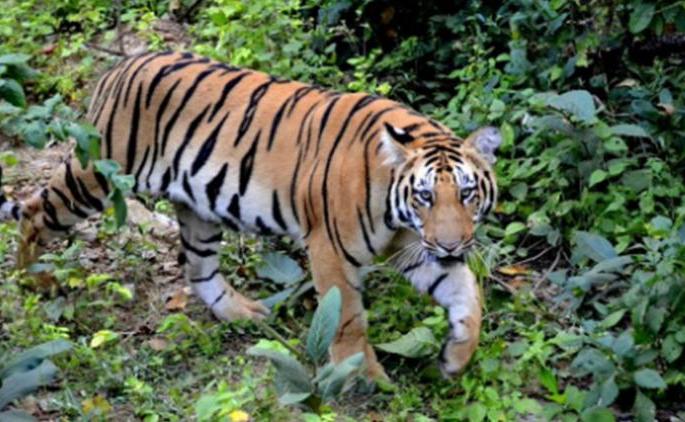 Extensive provision for tourism development in Vidarbha | विदर्भातील पर्यटन विकासासाठी भरगच्च तरतूद Extensive provision for tourism development in Vidarbha | विदर्भातील पर्यटन विकासासाठी भरगच्च तरतूद