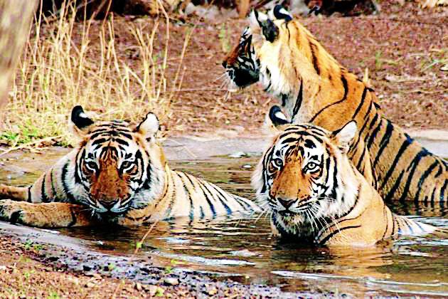 In the Vidharbha region, forest department exercises for the desires of Tiger | विदर्भात वाघांच्या तृष्णेसाठी वनविभागाची कसरत