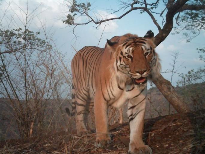 Adivasi village under the violence of Brahmapuri e-Tigress | ब्रह्मपुरीच्या ई-वन वाघिणीच्या दहशतीखाली आदिवासी खेडी Adivasi village under the violence of Brahmapuri e-Tigress | ब्रह्मपुरीच्या ई-वन वाघिणीच्या दहशतीखाली आदिवासी खेडी