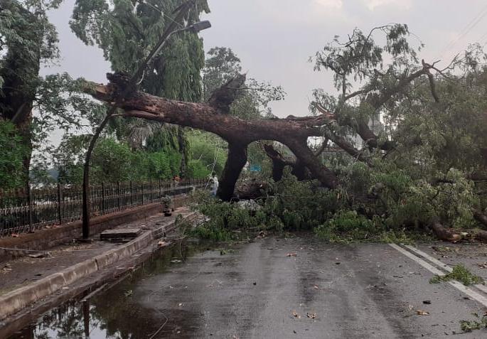 Heavy rains in Kolhapur | कोल्हापुरात वळवाचा जोरदार पाऊस, सहा ठिकाणी झाडे पडली Heavy rains in Kolhapur | कोल्हापुरात वळवाचा जोरदार पाऊस, सहा ठिकाणी झाडे पडली