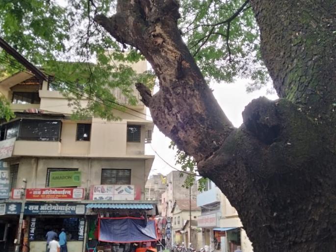 Immediate permission to cut down dangerous trees: Commissioner | धोकादायक वृक्ष तोडण्यास तात्काळ परवानगी : आयु्क्त Immediate permission to cut down dangerous trees: Commissioner | धोकादायक वृक्ष तोडण्यास तात्काळ परवानगी : आयु्क्त