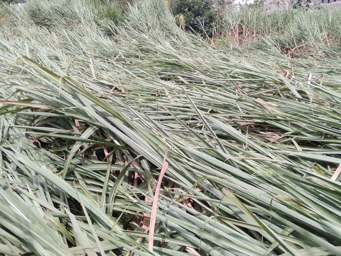 When will MyBap government come to power, farmers cry out | मायबाप सरकार बांधावर कधी येणार, शेतकऱ्यांची आर्त हाक  When will MyBap government come to power, farmers cry out | मायबाप सरकार बांधावर कधी येणार, शेतकऱ्यांची आर्त हाक
