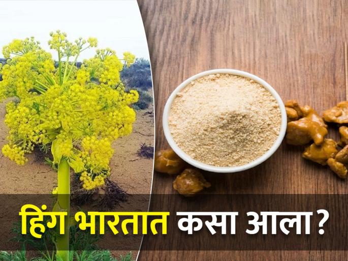 How did asafoetida, which is used in food all over the world, come to India? | जगभरातल्या जेवणात वापरला जाणारा हिंग भारतात कसा आला? How did asafoetida, which is used in food all over the world, come to India? | जगभरातल्या जेवणात वापरला जाणारा हिंग भारतात कसा आला?