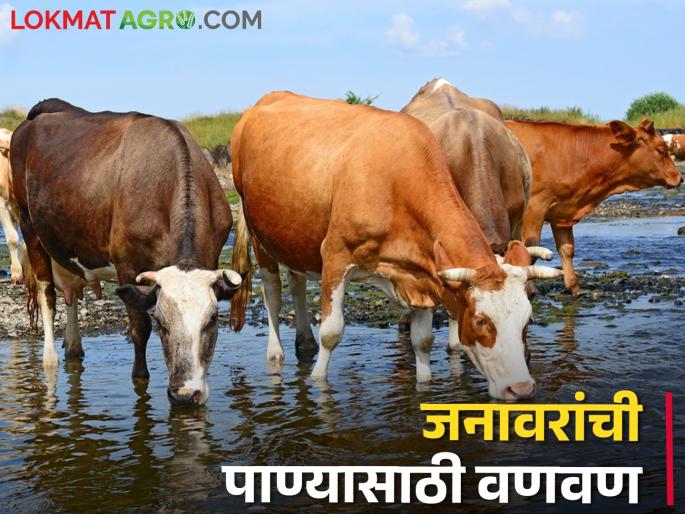 As the intensity of summer heat increases, animals hunt for water | उन्हाची तीव्रता वाढल्याने पाण्यासाठी जनावरांची वणवण As the intensity of summer heat increases, animals hunt for water | उन्हाची तीव्रता वाढल्याने पाण्यासाठी जनावरांची वणवण