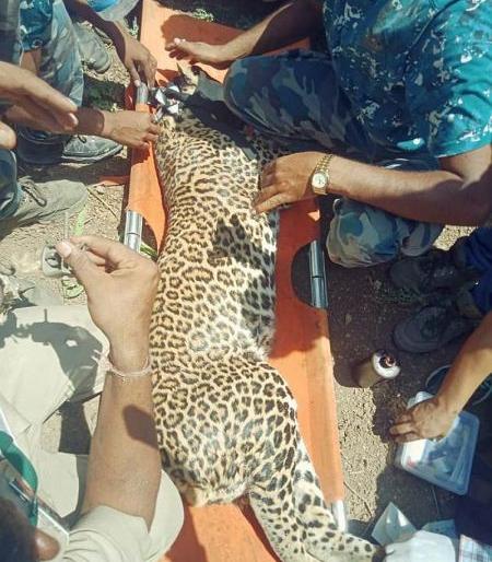 Leopard confiscated in Achalpur taluka in Amravati district | अमरावती जिल्ह्यात अचलपूर तालुक्यातील खैरी शिवारात बिबट जेरबंद Leopard confiscated in Achalpur taluka in Amravati district | अमरावती जिल्ह्यात अचलपूर तालुक्यातील खैरी शिवारात बिबट जेरबंद